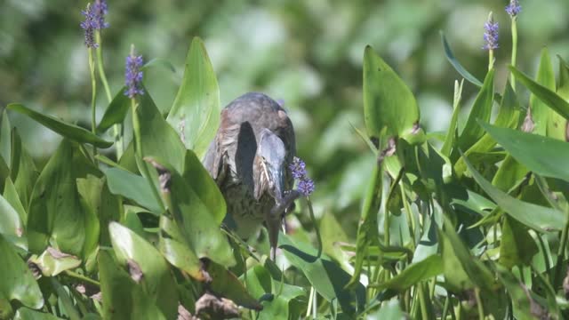 WOW! Great Blue Heron Eating An Eel!