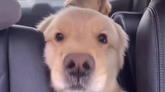 dog funny #shorts 2022
