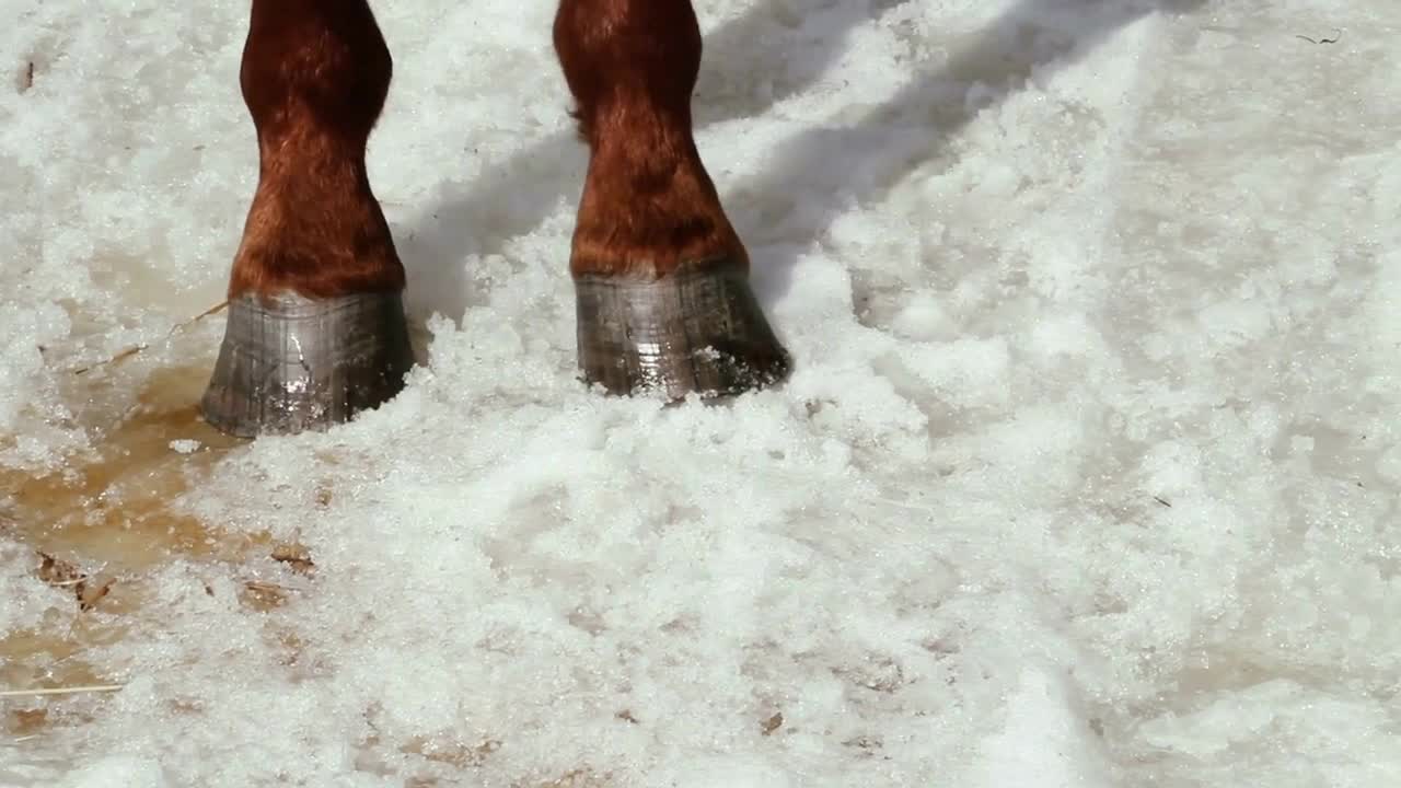 close-up of a horse's hoof in the snow