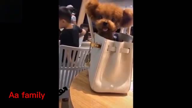 CUTE DOG IS SITTING ON THE BAG AND ENJOYING 💕🐕️🌾