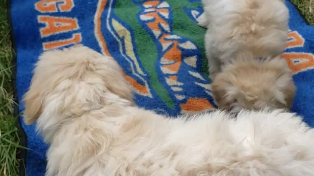 Goldendoodles exploring outdoors