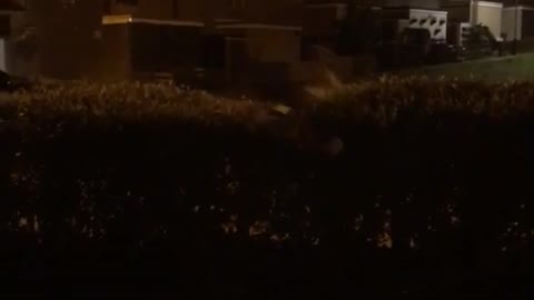 Man jumping in hedge