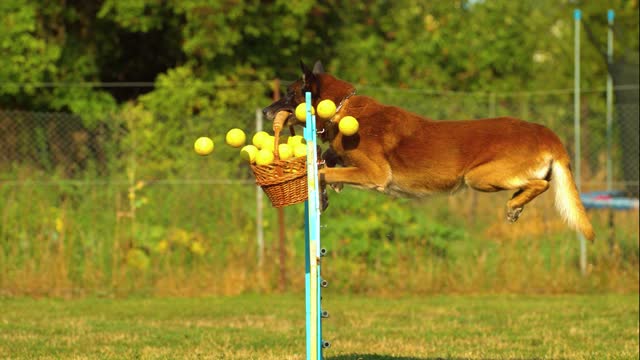 Dog jump with the basket