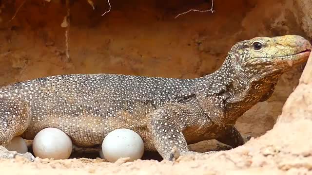 Primitive Boy Saves Komodo Dragon From Python Attack - Most Amazing Animal Attack