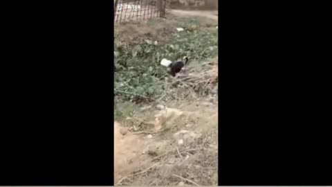 Try Not To Laugh Dogs And Cats _ - Funniest Animals Video 2022