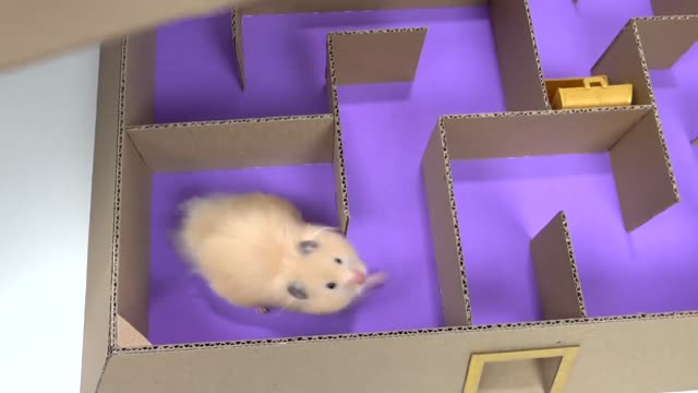 Pet Hamster in six Level Pyramid Maze / Hámster en un laberinto piramidal de seis niveles