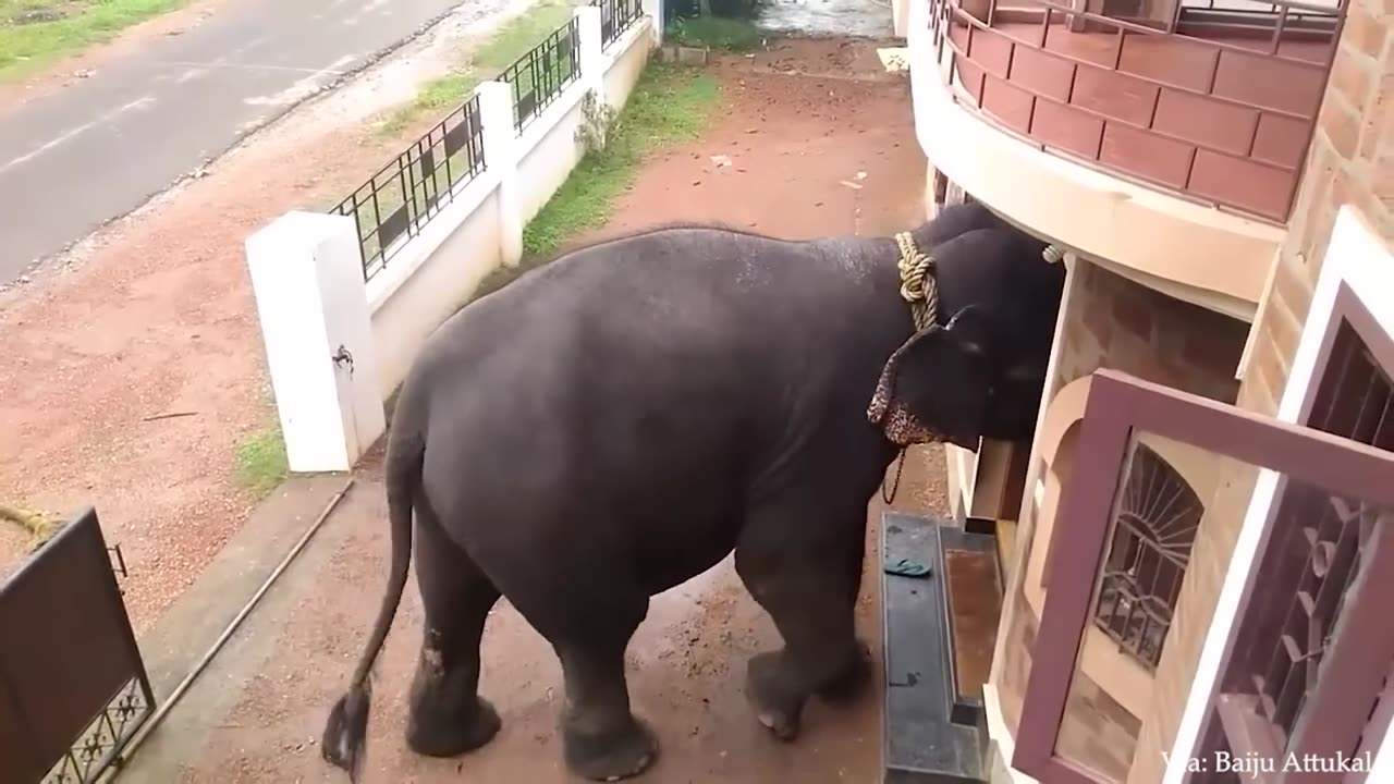 These animals don't forget their owners after years