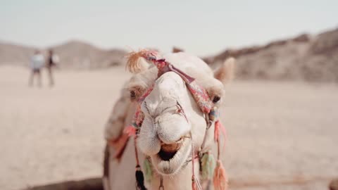 Camel