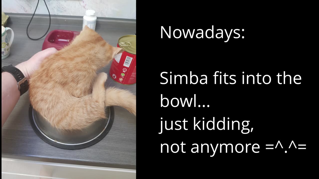 Feeding time | Just with our dog and nowadays with 3 furry monsters