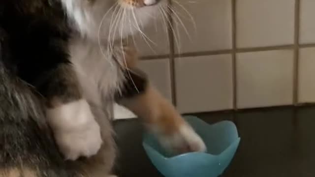 CAT WASHES HOUSE
