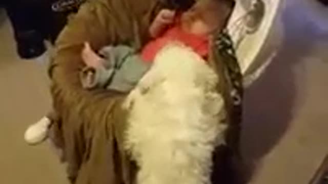 Perro hamaca suavemente a un bebé para que esté cómodo