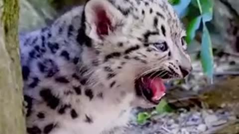 Adorable baby leopard