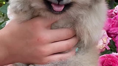 close-up-view-of-a-cute-puppy