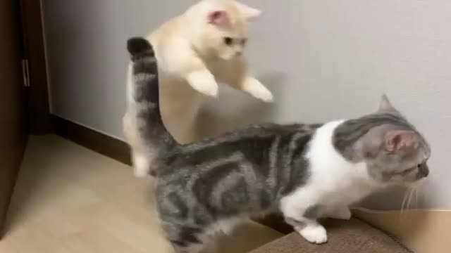 Cat and Kitten Playing or Fighting