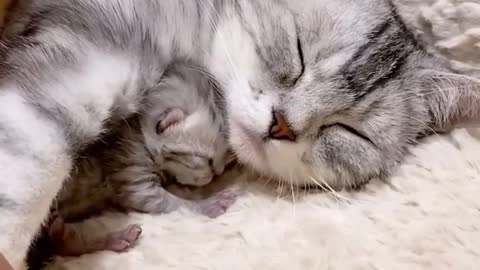 Golden Retrievers and Husky Meeting Their Best Friends Newborn Kitten