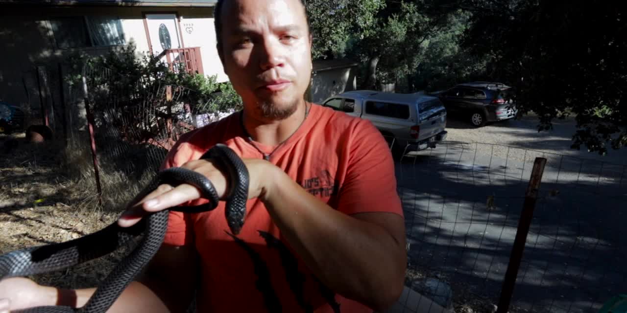 INDIGO SNAKE CARE