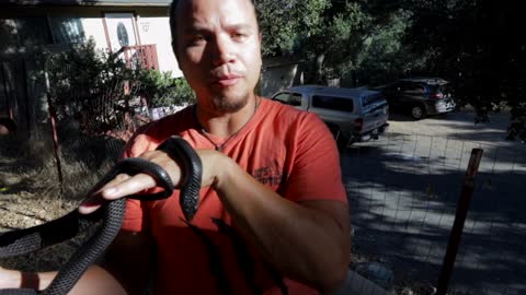 INDIGO SNAKE CARE