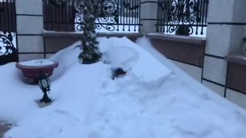 Dog Playing In The Snow