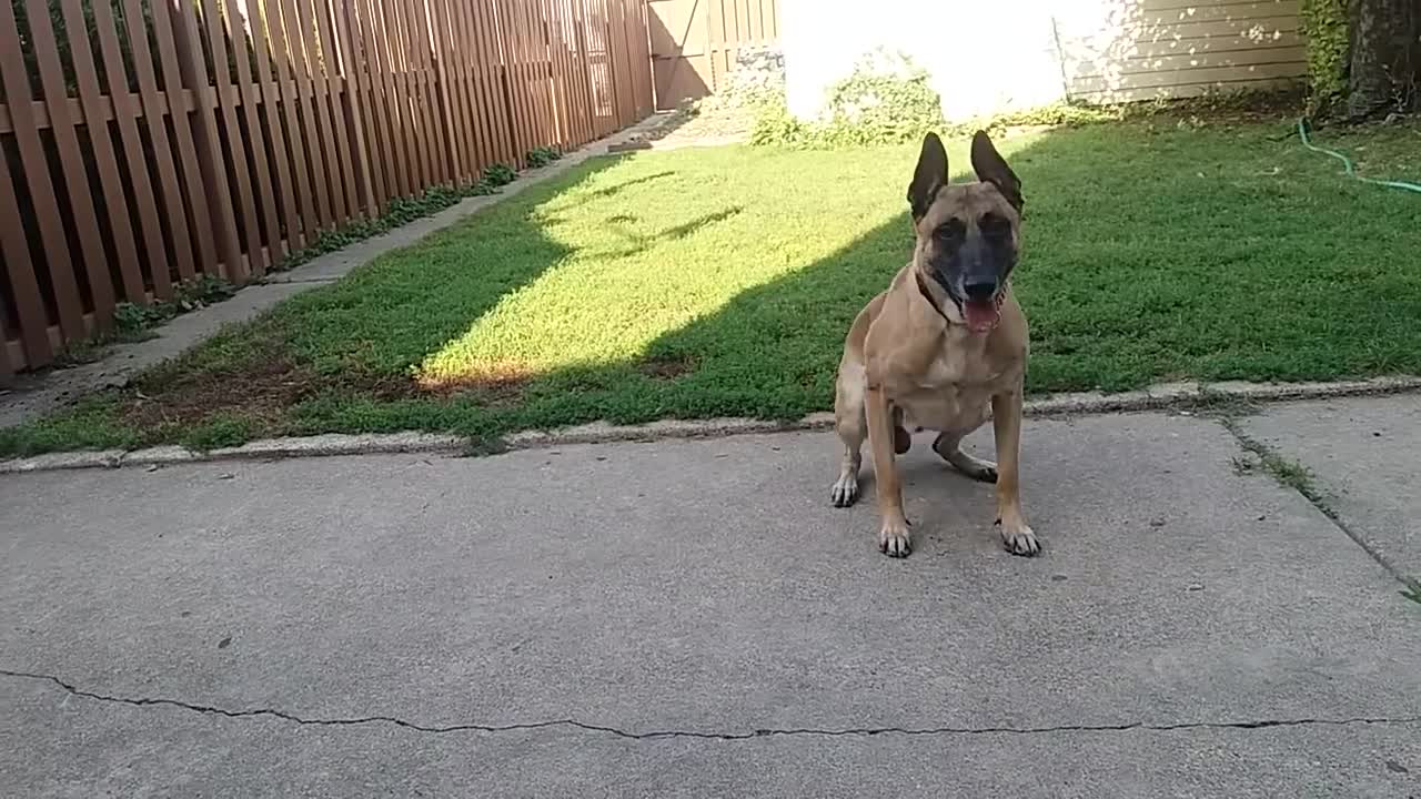 Before You Get a Belgian Malinois