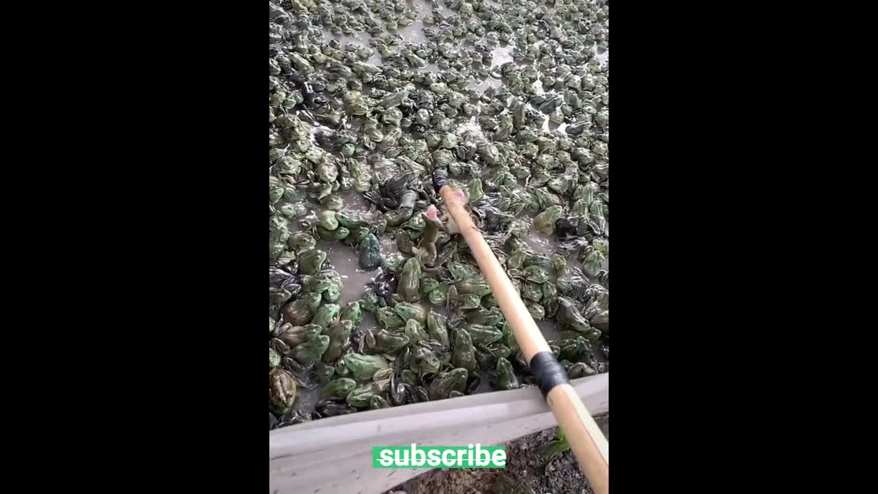 Absolutely Funny Video! Try not to laugh challenge!