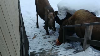 Moose Munch on Porch Pumpkin
