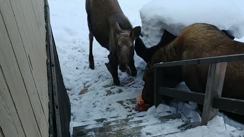 Moose Munch on Porch Pumpkin