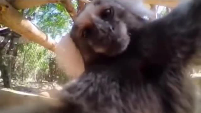 Cutest Monkey Ever
