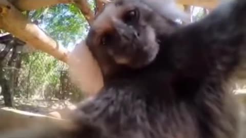 Cutest Monkey Ever