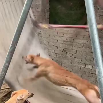 They found a Toy to Enjoy 😍😍😍🤣🤣🤣