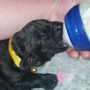 Newborn puppy enjoying her bottle