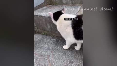 Funny Dogs And Cats Videos 2023 😅 - Best Funniest Animal Videos Of The week