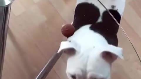 Funny dog