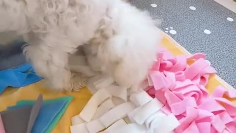 Puppy Jenny's so cute video (12)