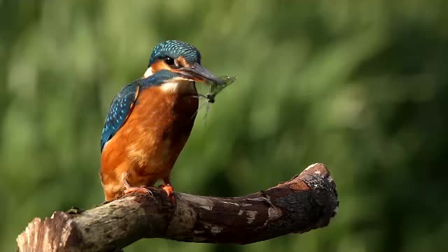 Kingfisher Catching A Banded Demoiselle