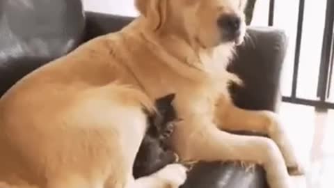 Little cat sleeps with a dog