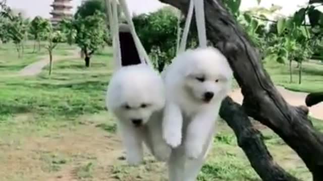 funny dog