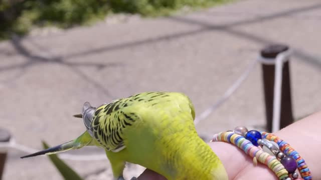 Bird eating Food