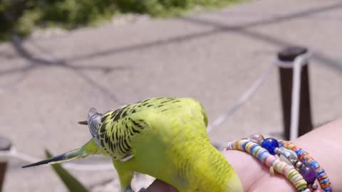 Bird eating Food