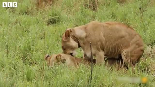 6 Mating Animal craziest world of all time _ Animal documentary! wildlife