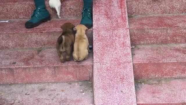 Puppy Slide