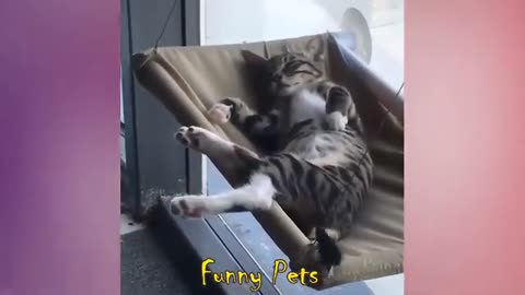 Funny Pets, Best Funny Cats and Dogs Compilation 003