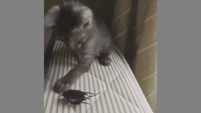 Cute kitten is curious about a robot beetle