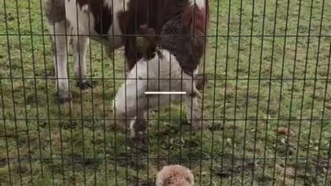 dog and cow best friends,Cute Dog Cow Video