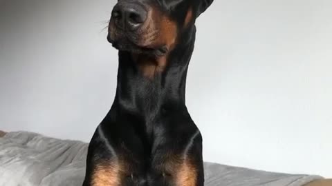 Black rottweiler sits on brown couch, tilts head