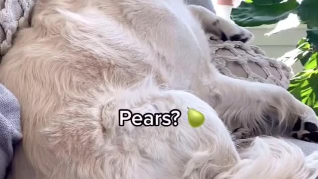 Sleeping Dog Wakes Up to the Word “Chicken”