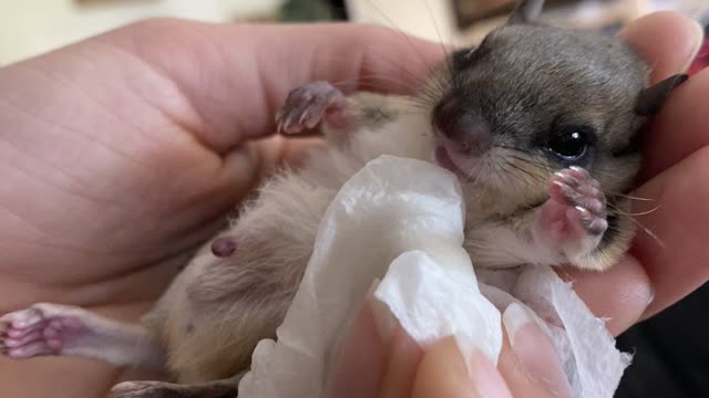 Baby flying squirrel