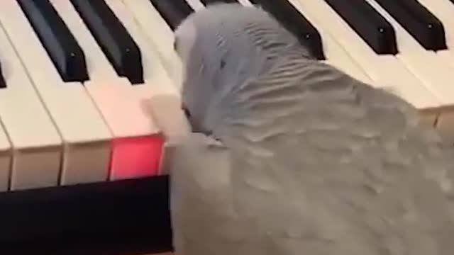 Cute parrot play keyboard