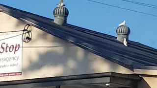 Corellas Take A Twirl on Rooftop Whirlybirds