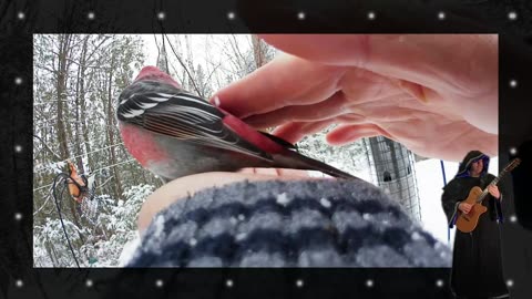 Ewan Dobson - Peter the Pine Grosbeak