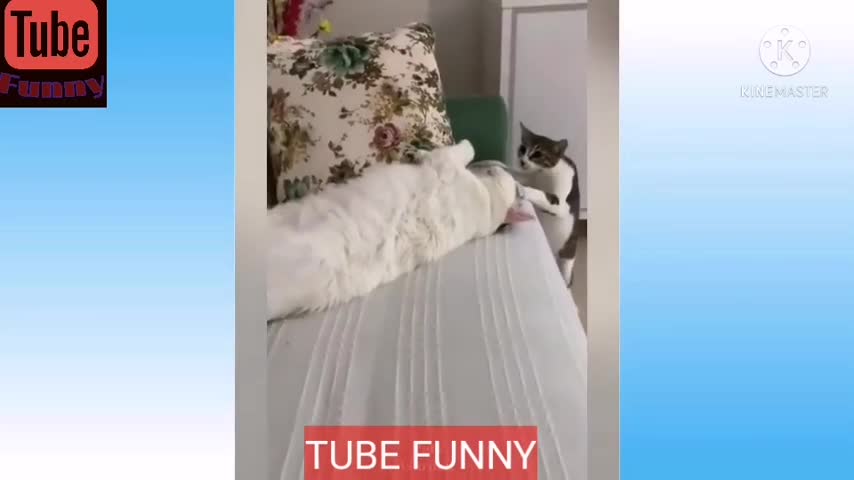 FUNNY ANIMALS compilation cats and dog